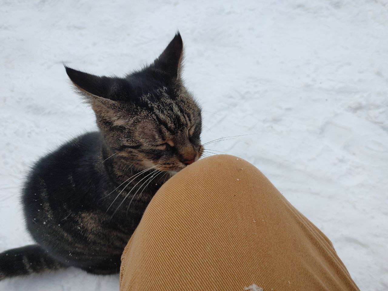 Snow cat boops me